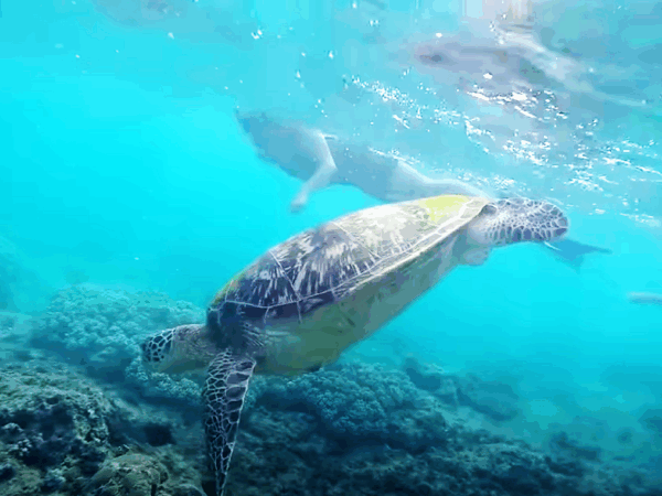 2GO Sea Travel Destination Dumaguete 2GO Sea Travel Destination Dumaguete